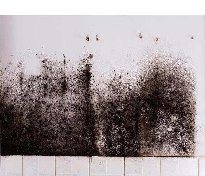 Image of black mold growing on white wall above white tiles. 